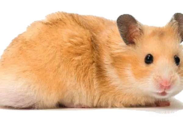 元素素材 仓鼠