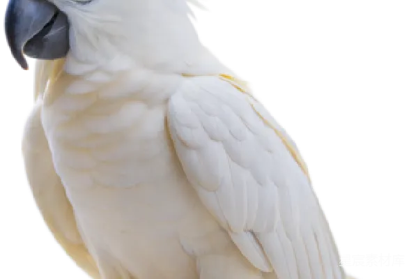 元素素材 鹦鹉