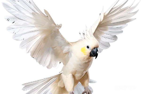 元素素材 鹦鹉