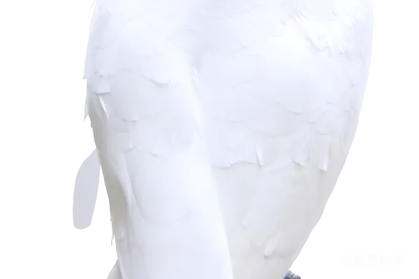 元素素材 金丝雀鹦鹉