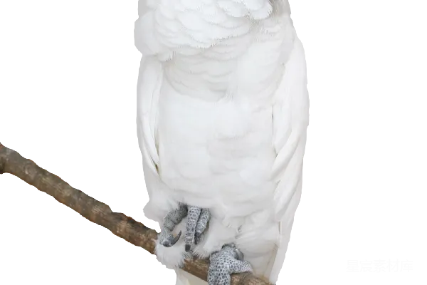 元素素材 金刚鹦鹉