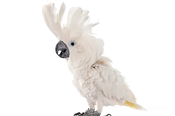 元素素材 金丝雀鹦鹉