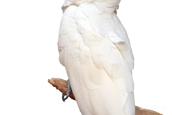 元素素材 金丝雀鹦鹉