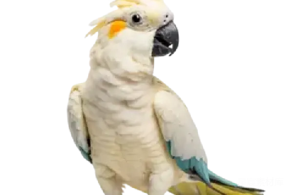 元素素材 鹦鹉