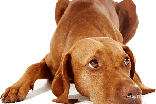 元素素材 透明
