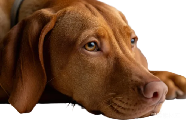 元素素材 棕色猎犬的侧脸特写