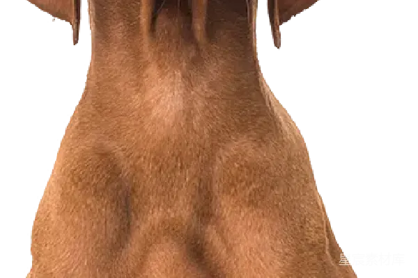 元素素材 PNG
