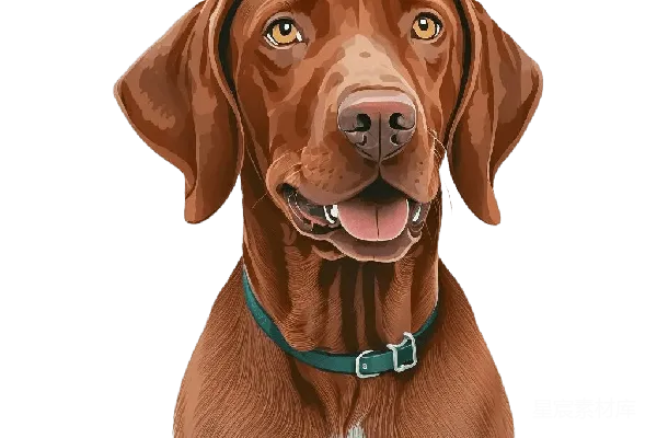 元素素材 棕色猎犬肖像
