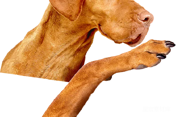 元素素材 维斯瓦拉什泰克犬