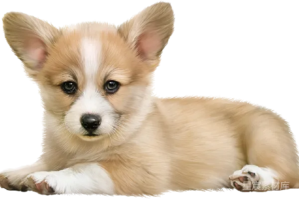 元素素材 PNG