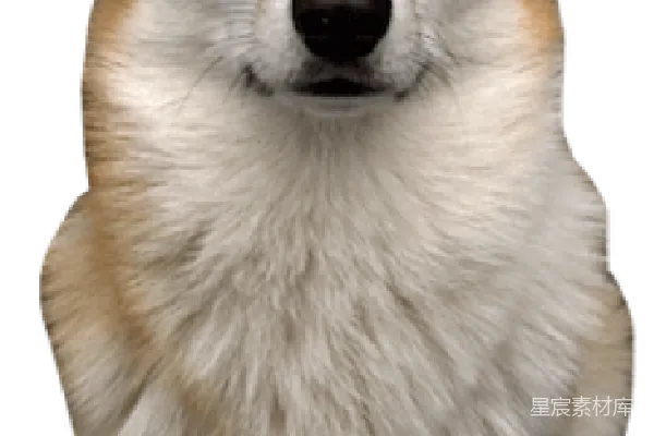 元素素材 可爱的柯基犬