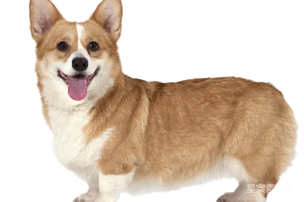 元素素材 威尔士