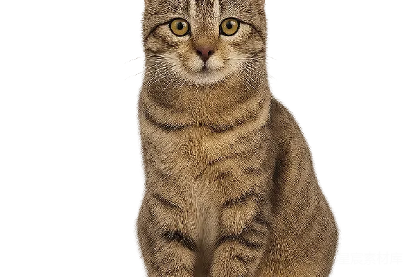 元素素材 猫