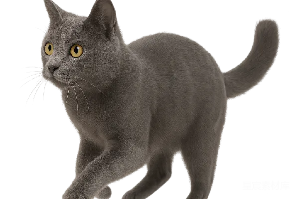 元素素材 灰色猫的动态跳跃
