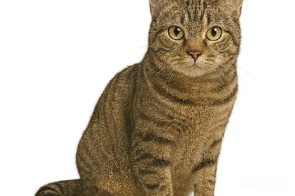 元素素材 猫