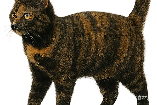 元素素材 猫