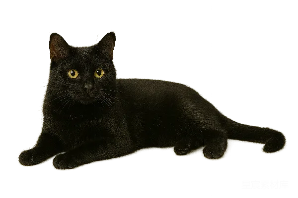 元素素材 黑猫的静谧时光