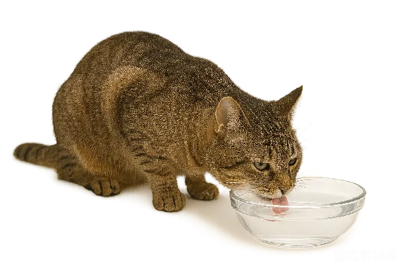元素素材 猫