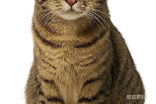 元素素材 猫