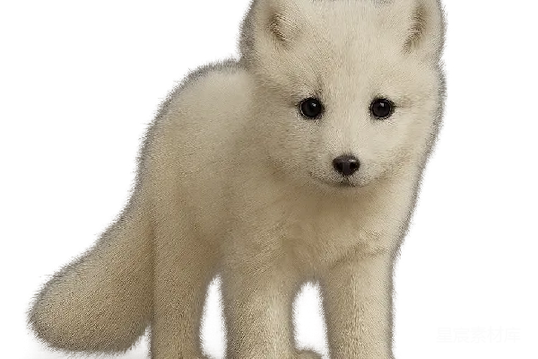 元素素材 小