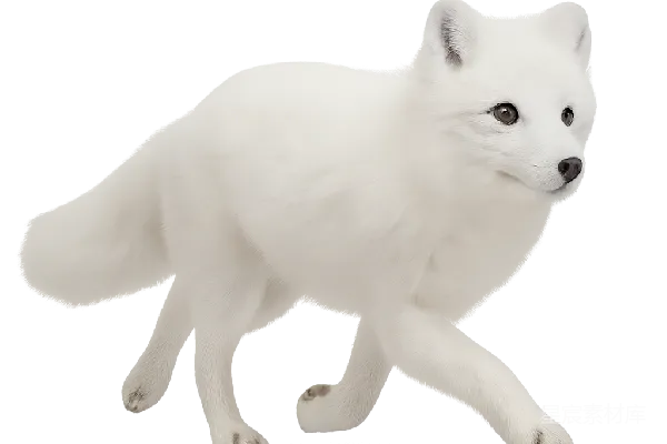 元素素材 北极