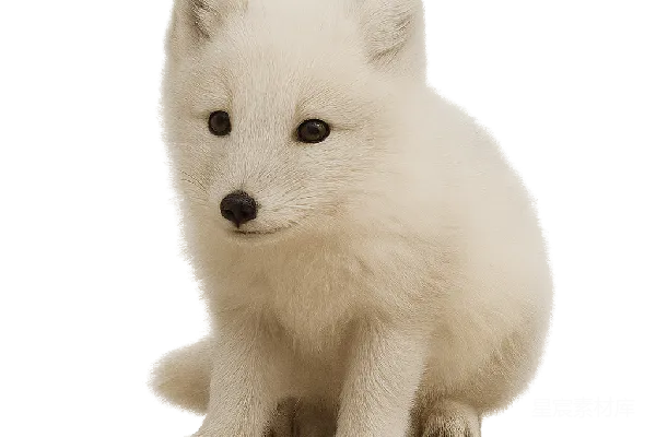 元素素材 北极
