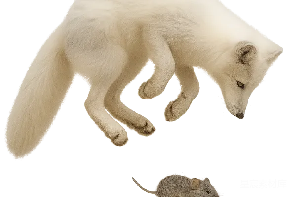 元素素材 猎狐追逐