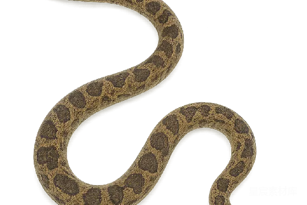 元素素材 安анаconda