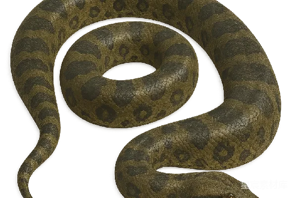 元素素材 Anaconda