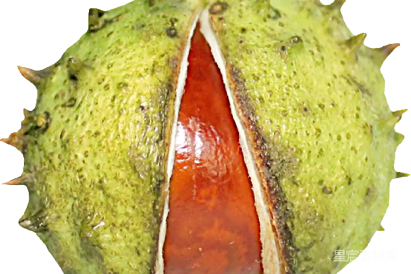 元素素材 栗子
