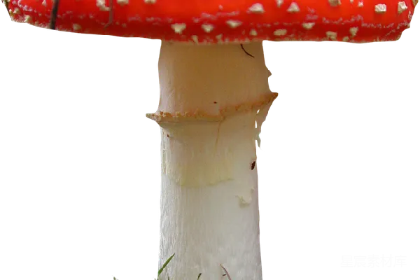 元素素材 拟菇属