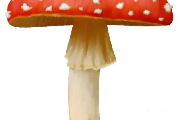 元素素材 赤鳞菌