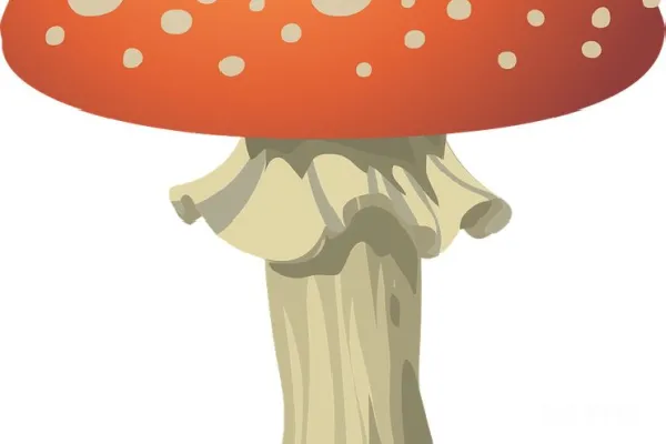 元素素材 鬼笔菇
