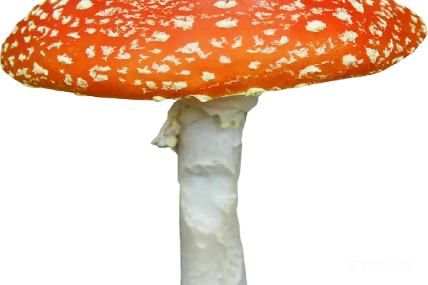 元素素材 毒伞菌