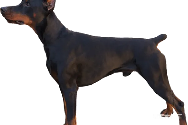 元素素材 多比曼Ｄｏｂｅｒｍａｎｎ