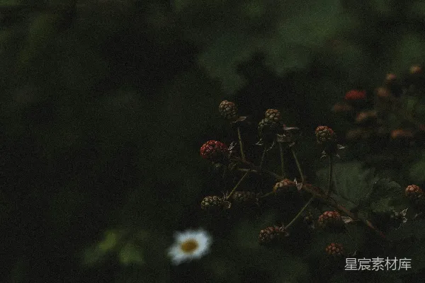 高清摄影 森林中央一朵小白色的花朵绽放着。
