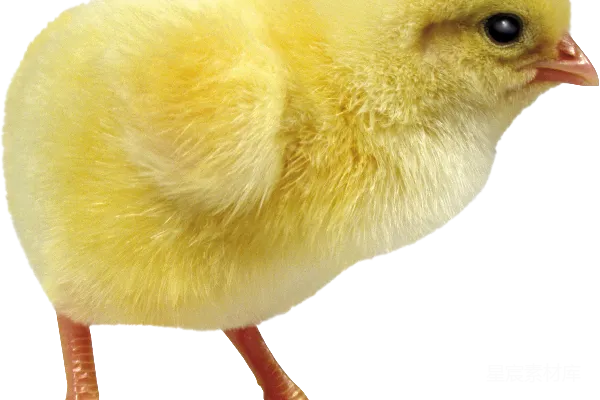 元素素材 鸡