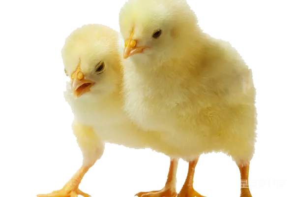元素素材 鸡