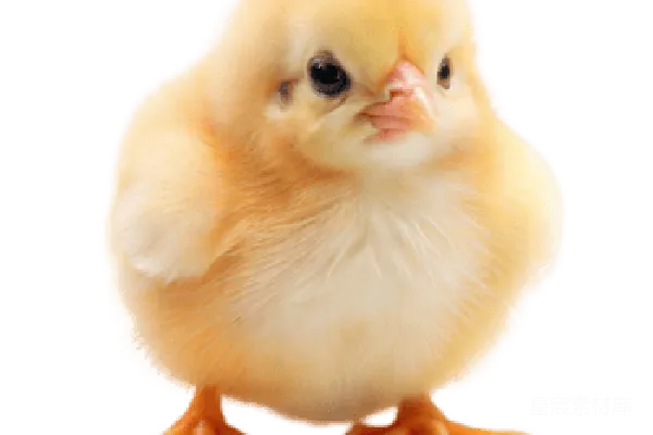 元素素材 鸡