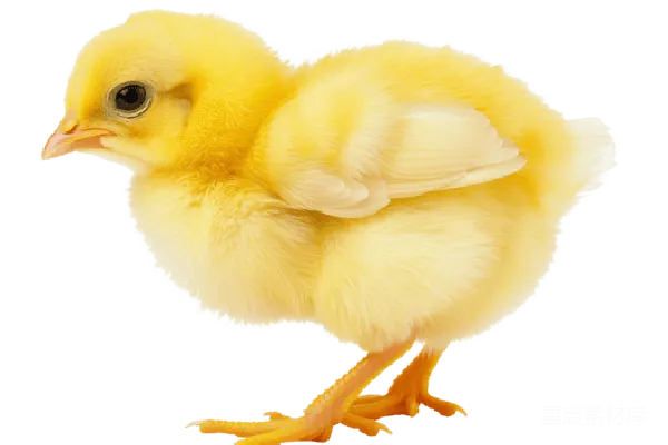 元素素材 鸡