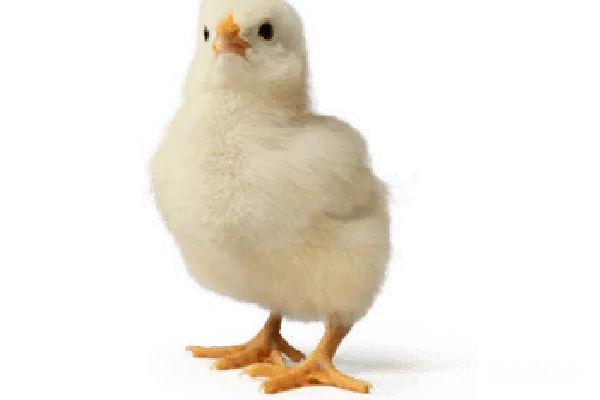 元素素材 鸡