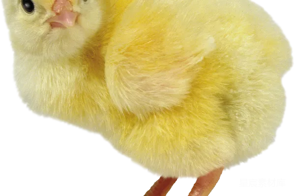 元素素材 鸡