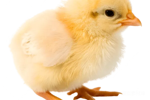 元素素材 小鸡