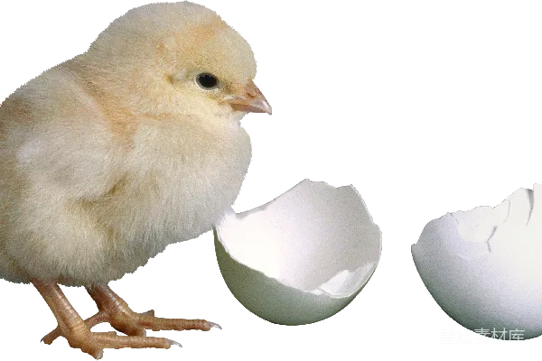 元素素材 鸡