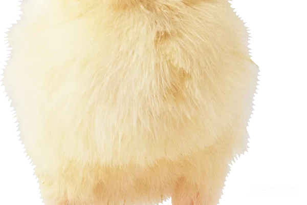 元素素材 鸡