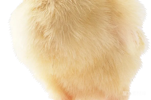 元素素材 鸡