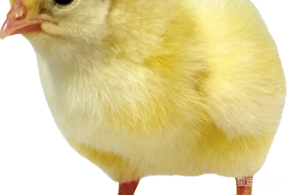 元素素材 鸡
