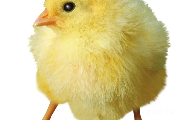 元素素材 鸡
