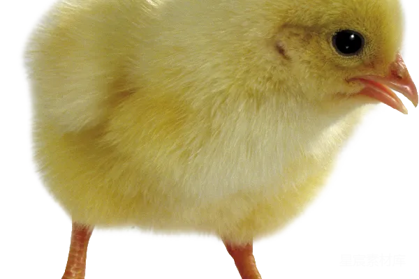 元素素材 鸡