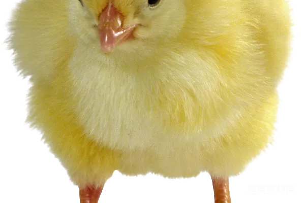 元素素材 鸡